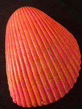 Load image into Gallery viewer, Tiger Lily Decoupage trinket tray Shell Art sold