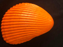 Load image into Gallery viewer, White Daisy trinket tray Shell Art