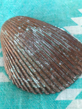 Load image into Gallery viewer, Pink Sea Horse trinket tray Shell Art