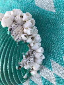 Barnacle trinket tray Shell Art