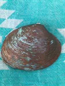 Verdigris Clam trinket tray Shell Art